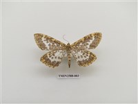 藏品(尺蛾101)的圖片